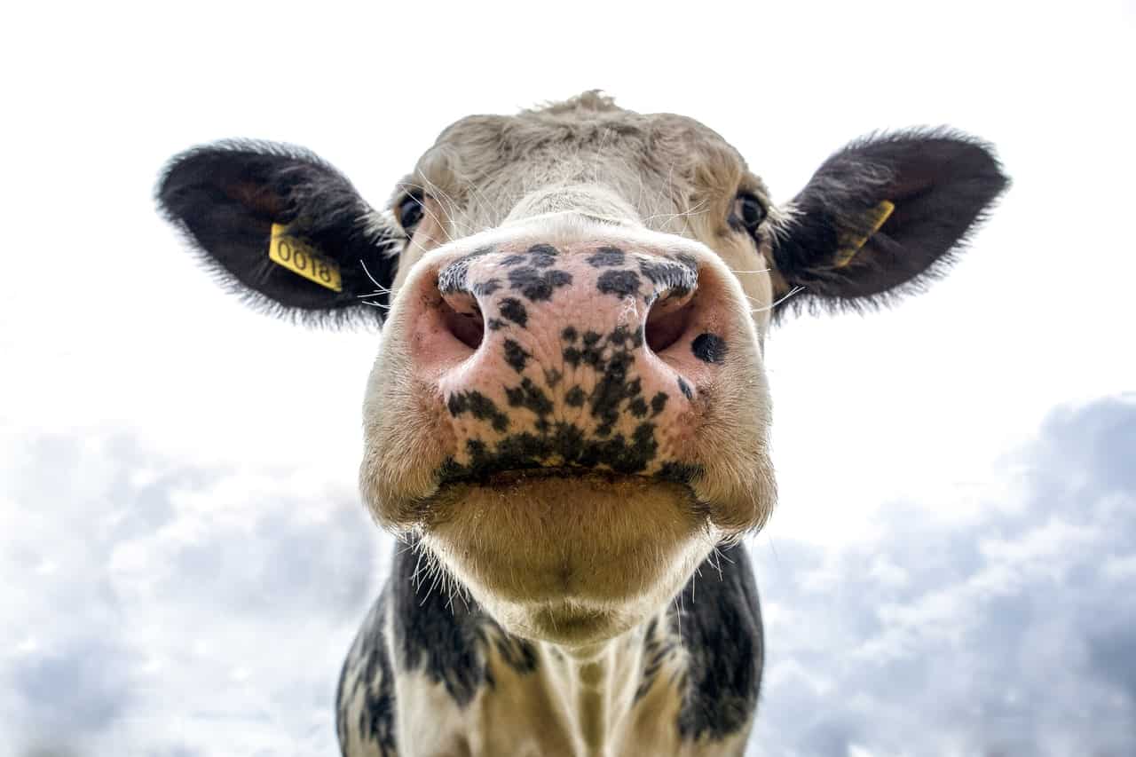 Close-up of a cow's face