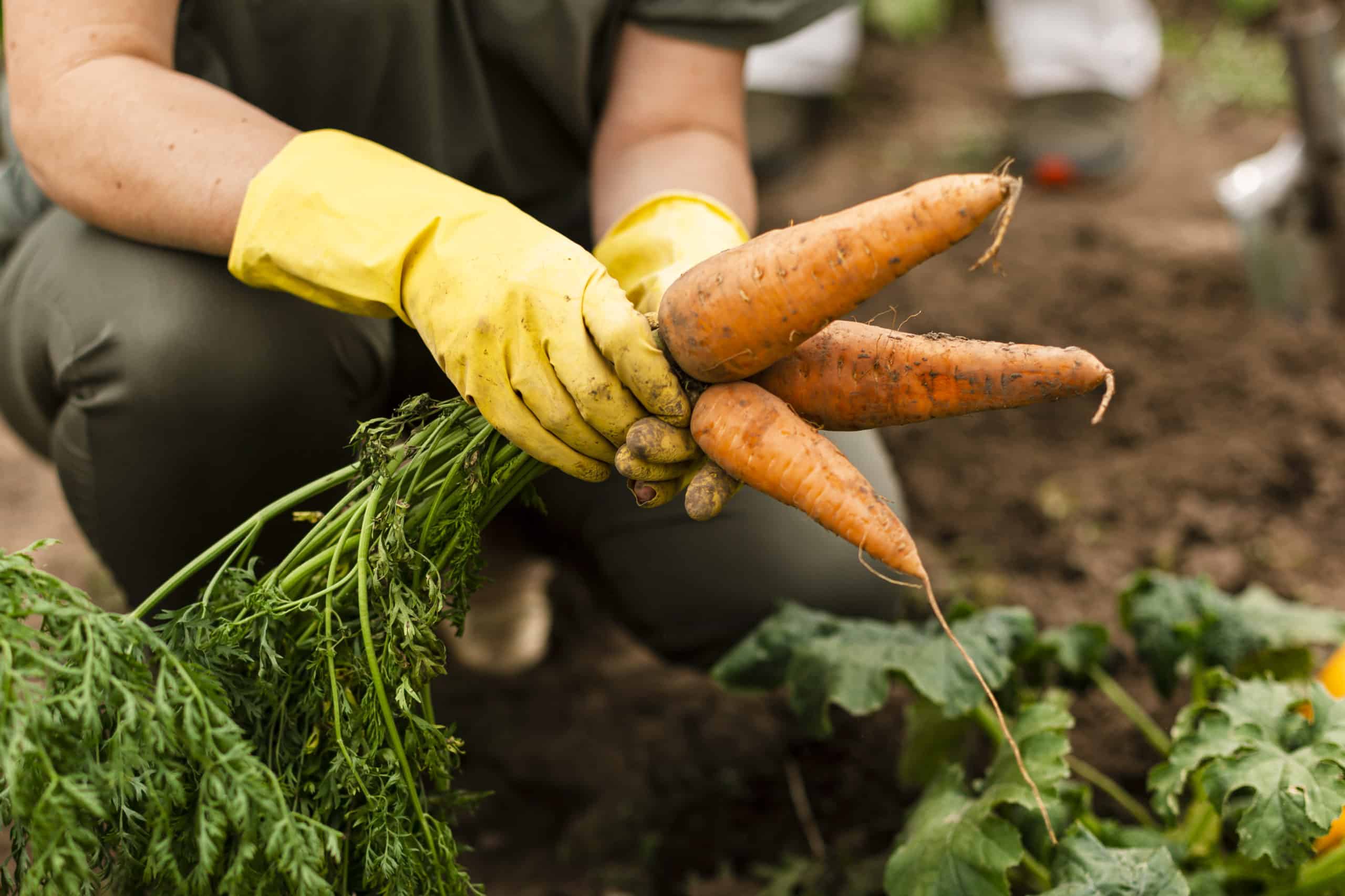 Woman harvesting carrots