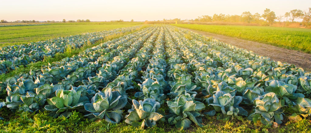 Field of cabbage in soft light