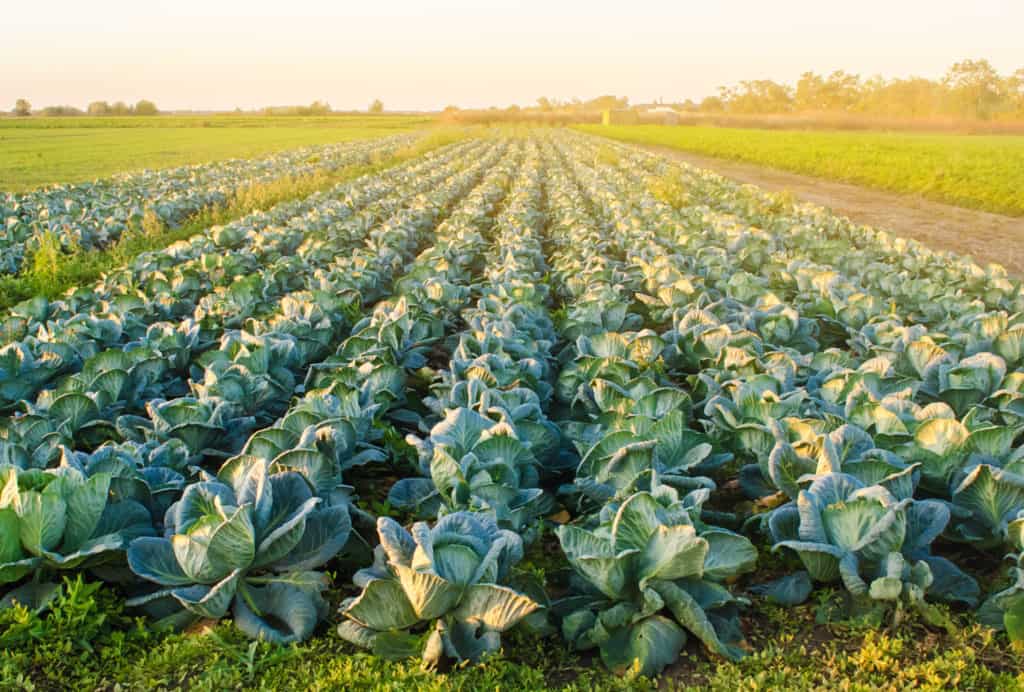 Field of cabbage in soft light