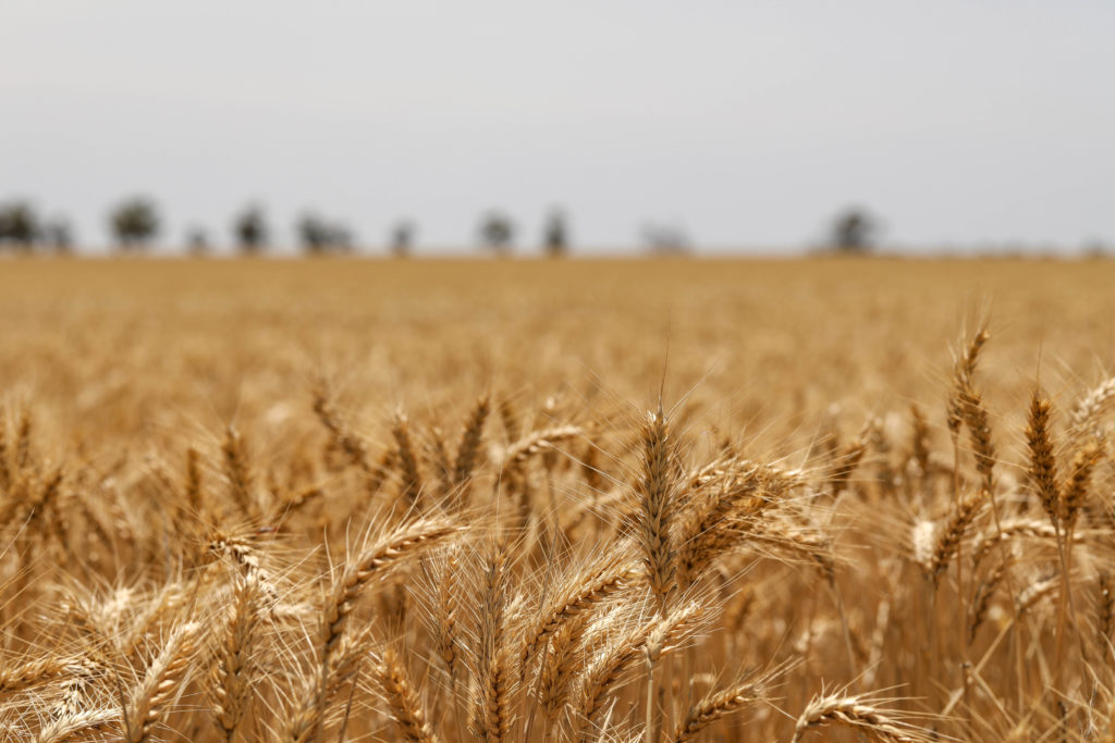 A selective focus shot of golden ears of gluten-containing wheat in a field
